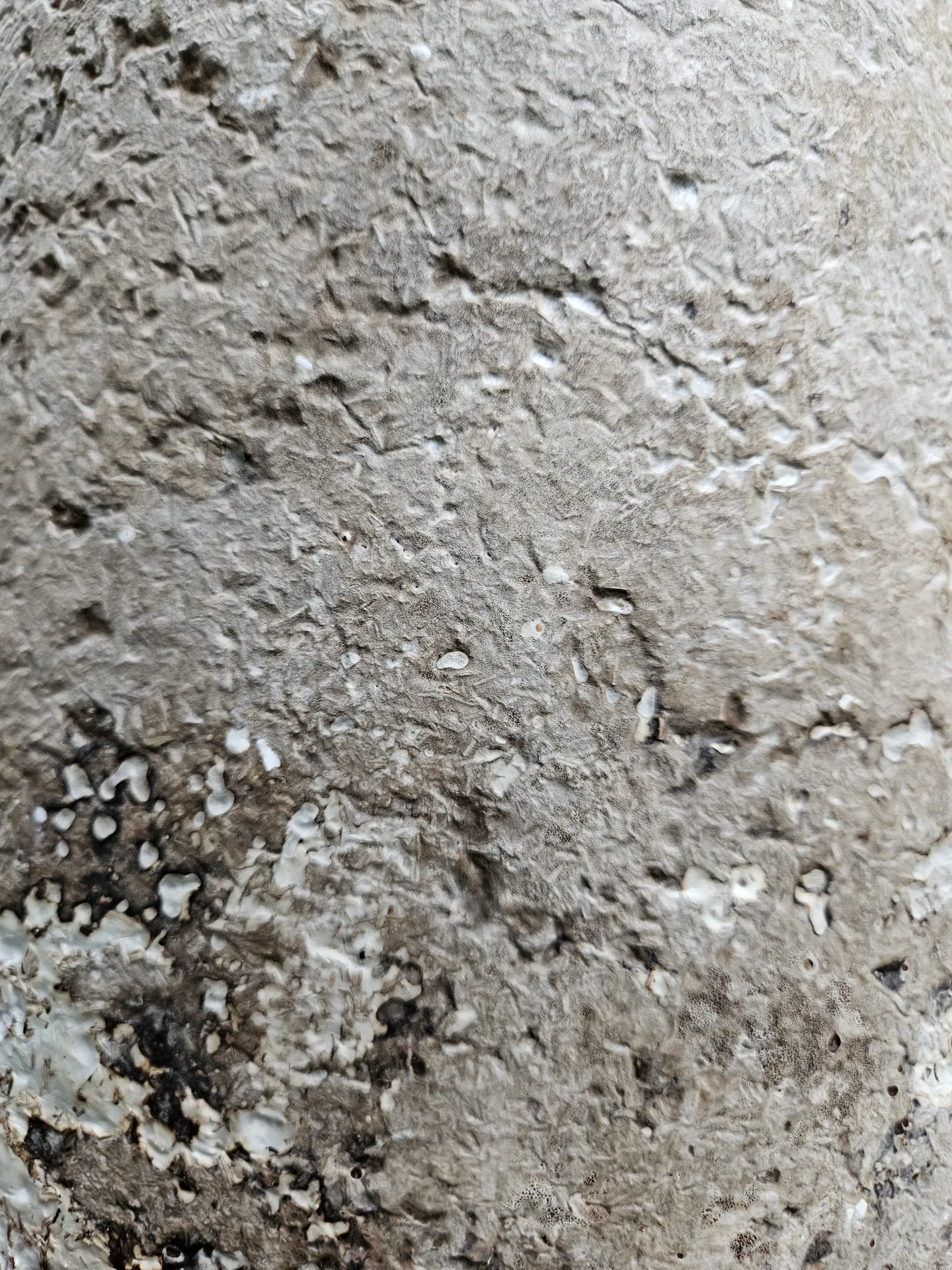 Close view of a pale, fibrous mycelium-grown material surface